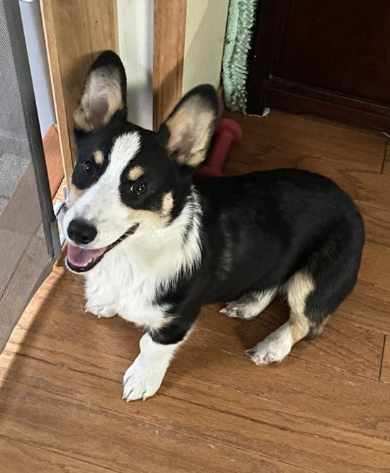 Corgi Puppy Available - Heather Pups