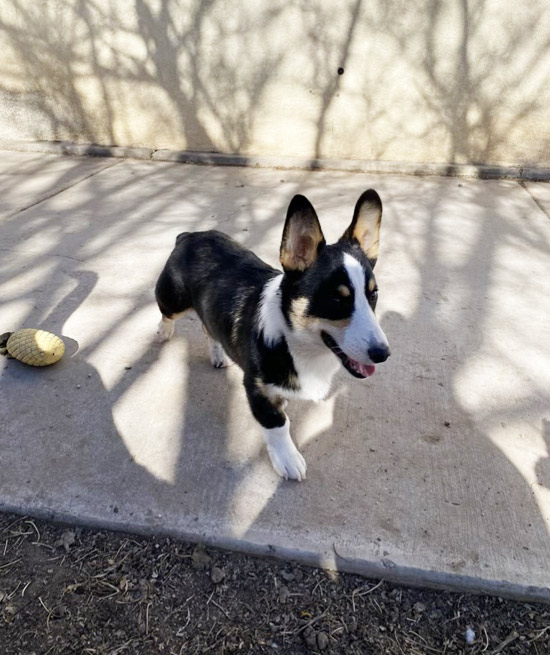 Corgi Puppy Available - Heather Pups